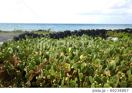 済州島 天然記念物 ユネスコ 60236867