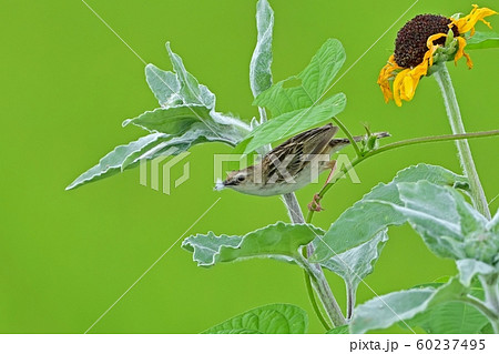 巣作りに大忙しのセッカ 60237495