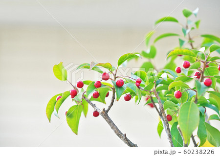 赤いソヨゴの実 60238226