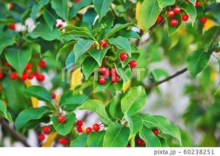 赤いソヨゴの実 60238251