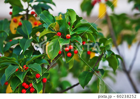 赤いソヨゴの実 60238252