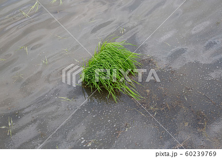 田植え 田植え 60239769