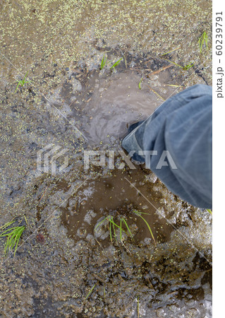 田植え 田植え 60239791