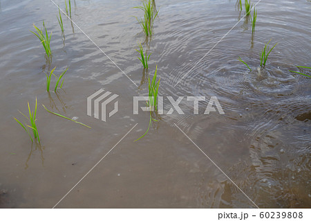 田植え 田植え 60239808