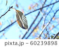 木の葉1枚 60239898