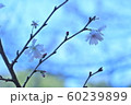 十月桜 60239899