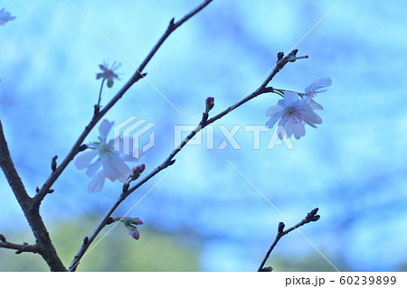 十月桜 十月桜 60239899