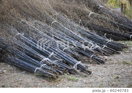 黒竹の切り出し 黒竹の切り出し 60240783