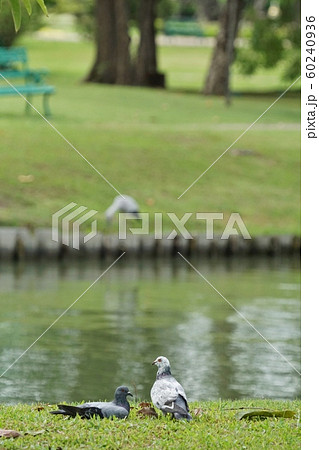 公園にいる鳥、鳩、ハト(Birds, Pigeons in Pigeons) 公園にいる鳥、鳩、ハト(Birds, Pigeons in Pigeons) 60240936