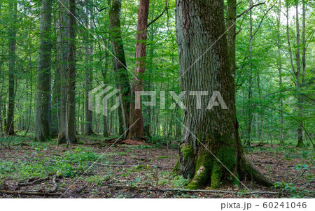 Old moss wrapped oak and some in background Old moss wrapped oak and some in background 60241046