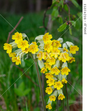 Flowering cowslip(Primula veris) closeup Flowering cowslip(Primula veris) closeup 60241053