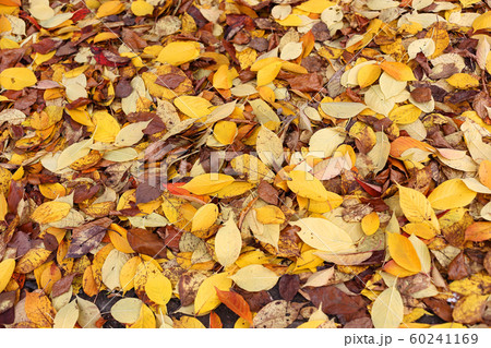 Colorful carpet of fallen autumn leaves Colorful carpet of fallen autumn leaves 60241169