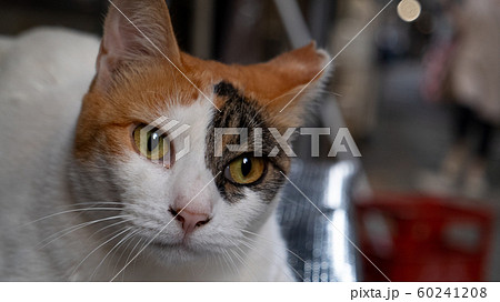 猫の視線 60241208