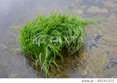 田植え 田植え 60241323