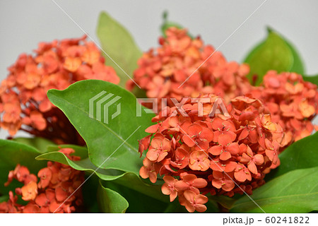 サンタンカの切り花の写真素材