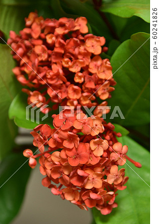 サンタンカの切り花 60241826