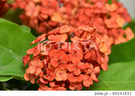 サンタンカの切り花 60241831