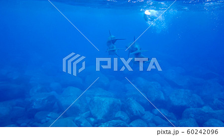 野生のイルカ 御蔵島 野生のイルカ 御蔵島 60242096