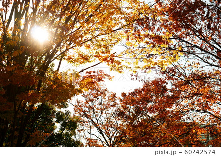 紅葉と木漏れ日 60242574