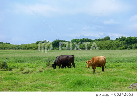 黒島の風景 黒島の風景 60242652