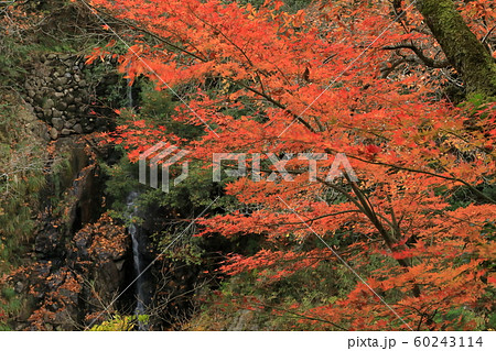 紅葉のモミジと滝 60243114