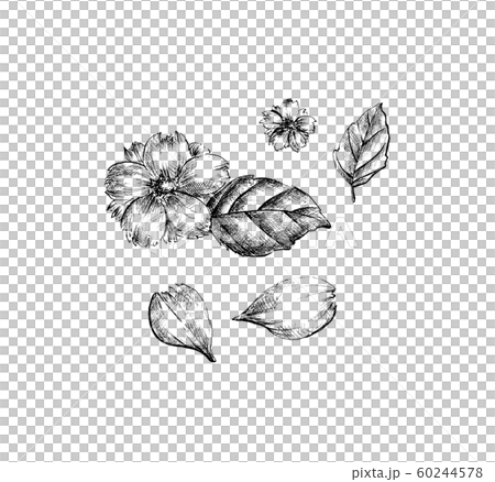 お花 花びら 葉っぱ セット 手描きのイラスト素材