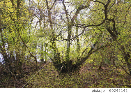 春の東京都民の森にある三頭大滝付近の新緑 春の東京都民の森にある三頭大滝付近の新緑 60245142