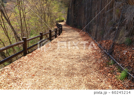 春の東京都民の森にある大滝の路(森林セラピーロード) 春の東京都民の森にある大滝の路(森林セラピーロード) 60245214