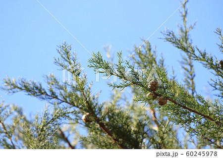 サイプレス 60245978