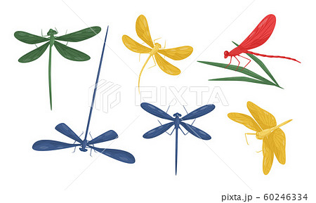 Collection of Colorful Beautiful Dragonflies Flying Insects Vector Illustration 60246334