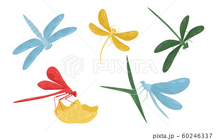 Collection of Dragonflies, Beautiful Colorful Flying Insects Vector Illustration 60246337