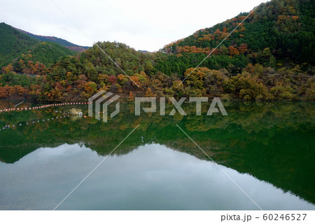 桐生市・梅田湖の紅葉 桐生市・梅田湖の紅葉 60246527
