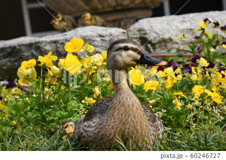 カモと花 60246727