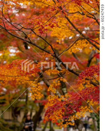 京都の紅葉 60247459