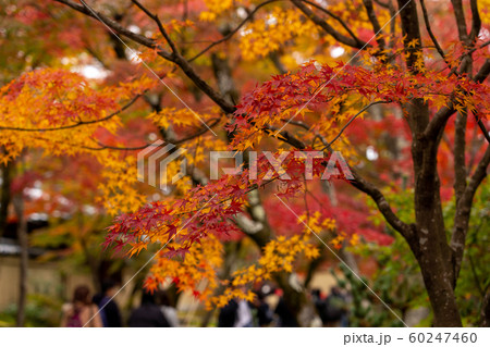 京都の紅葉 60247460