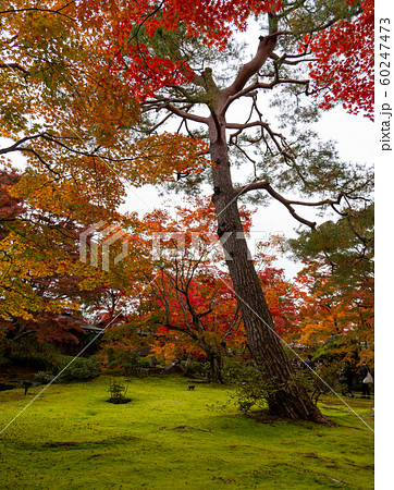 京都の紅葉 京都の紅葉 60247473