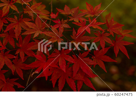 京都の紅葉 60247475
