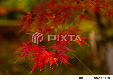 京都の紅葉 60247476