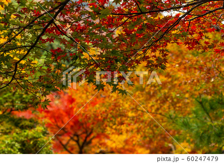 京都の紅葉 京都の紅葉 60247479