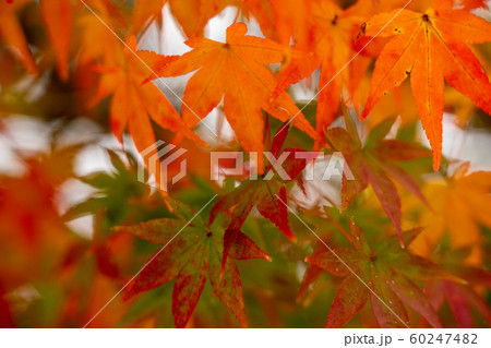 京都の紅葉 京都の紅葉 60247482
