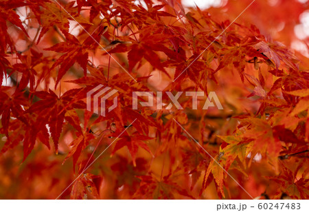 京都の紅葉 京都の紅葉 60247483