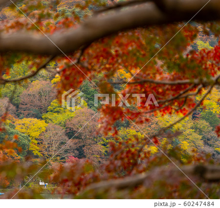 京都の紅葉 京都の紅葉 60247484