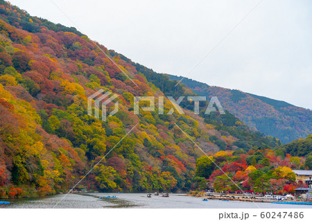 京都の紅葉 京都の紅葉 60247486