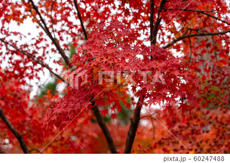 京都の紅葉 60247488