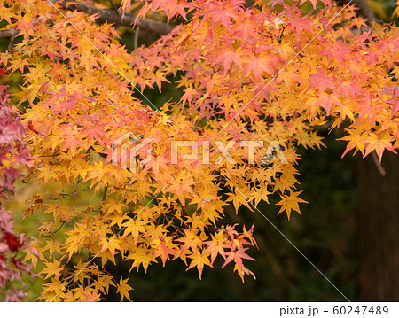 京都の紅葉 60247489