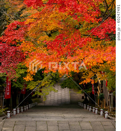 京都の紅葉 60247491