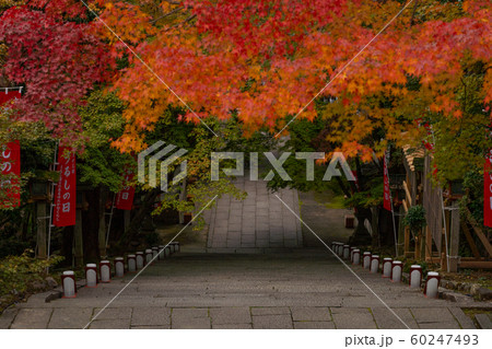 京都の紅葉 60247493