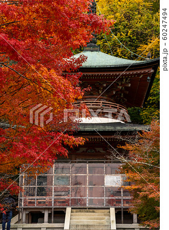 京都の紅葉 60247494