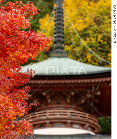 京都の紅葉 60247495