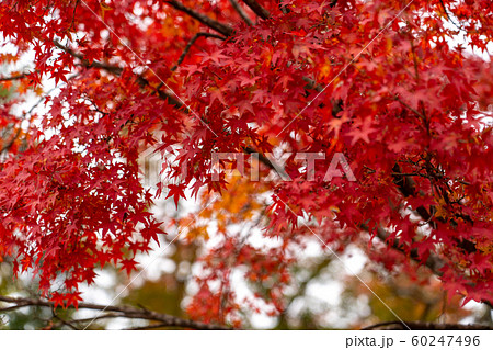 京都の紅葉 京都の紅葉 60247496